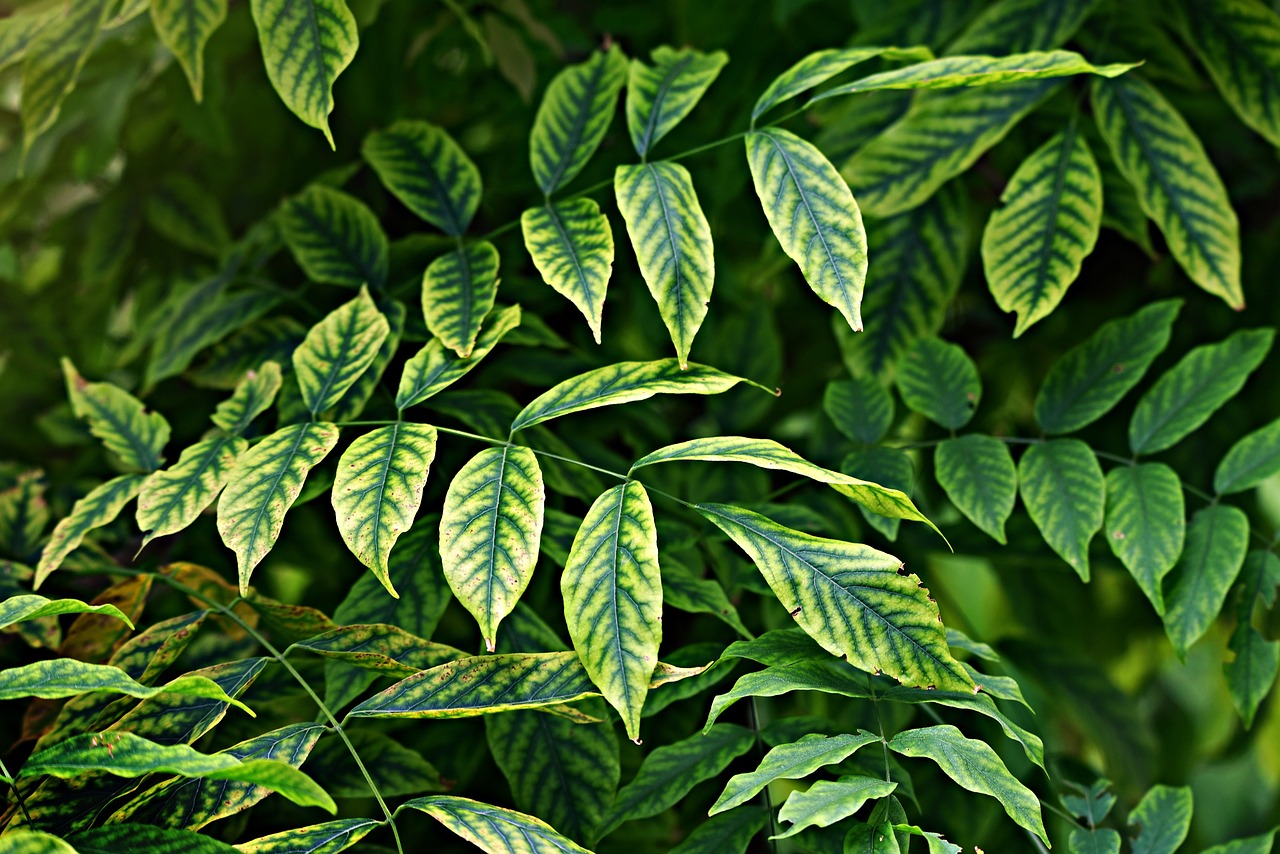 How to Design a Sensory Garden for Kids